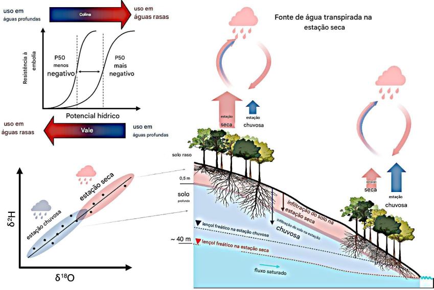 Fontes de água provenientes da transpiração durante a estação seca na Amazônia oriental  • Magali Nehemy, PNAS, 2025/Divulgação