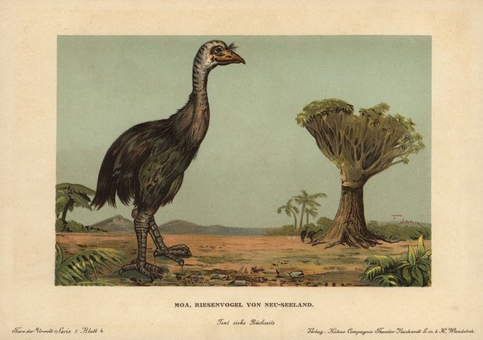 Uma ilustração de 1910 da moa, Dinornis novaezealandiae, uma ave gigante extinta da Nova Zelândia • Florilegius/Universal Images Group/Getty Images