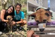 Cachorro resgatado em enchentes do RS é atropelado um dia após adoção em SP