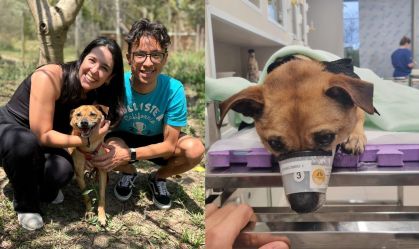 cachorro resgatado rs atropelado