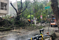 Chuva e ventos em SP: árvores caem e interditam rua na região da Paulista