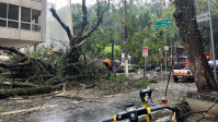 Chuva e ventos em SP: árvores caem e interditam rua na região da Paulista