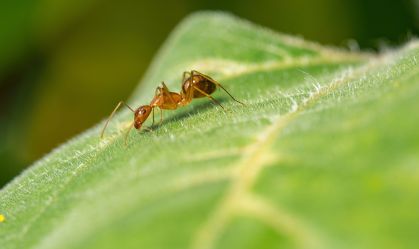 Fungo "parasita" surgiu 18 milhões de anos antes das formigas que habita