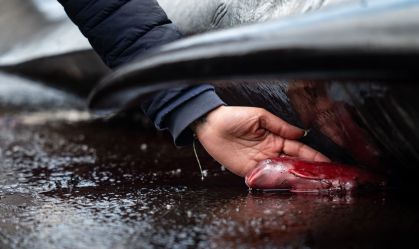 Veja as imagens dos vencedores do concurso Fotógrafo Oceânico do Ano