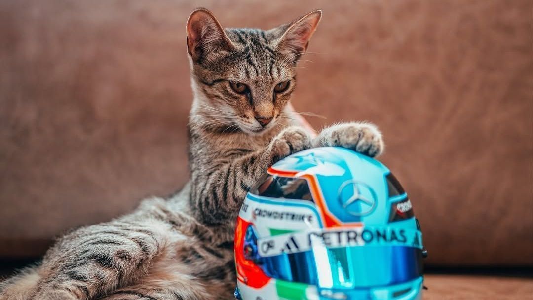Mercedes publica fotos do gatinho ao lado de capacete