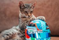 Gato invade paddock do GP do Azerbaijão e vira sensação na F1