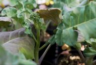 IA pode melhorar cultivos e proteger agricultores de crise climática