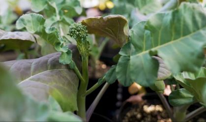 Mudanças climáticas afetam seguradoras, diz Porto