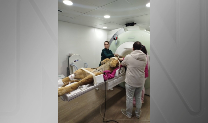 Ressonância magnética de leão mobiliza equipe de mais de 12 pessoas