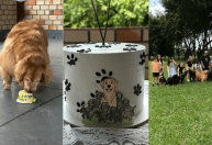 Filhotes de Golden Retriever com Shih Tzu fazem um ano; veja como ficaram