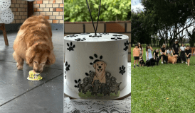 Filhotes de Golden Retriever com Shih Tzu fazem um ano; veja como ficaram