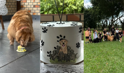 Filhotes de Golden Retriever com Shih Tzu fazem um ano; veja como ficaram