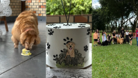 Filhotes de Golden Retriever com Shih Tzu fazem um ano; veja como ficaram