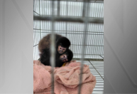 Primatas e aves são retirados pelo Ibama de criadouro em Xanxerê (SC)