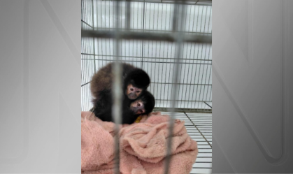 Primatas e aves são retirados pelo Ibama de criadouro em Xanxerê (SC)
