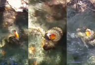 Sucuri engole tucano pelo bico em rio em Bonito (MS); veja o vídeo