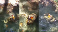 Sucuri engole tucano pelo bico em rio em Bonito (MS); veja o vídeo