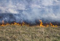 Entenda como a grama alimenta o risco crescente de incêndios florestais