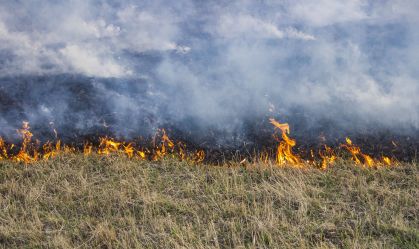 Entenda como a grama alimenta o risco crescente de incêndios florestais