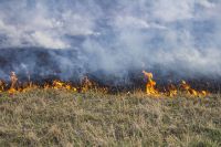 Entenda como a grama alimenta o risco crescente de incêndios florestais