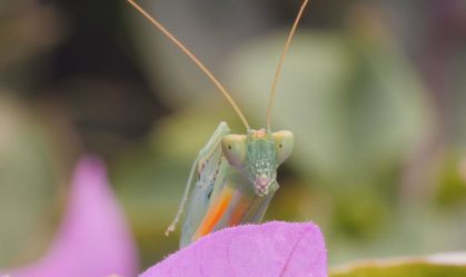 Uso errado de pesticidas afasta insetos polinizadores