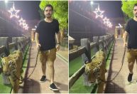 João Silva, filho de Faustão, choca web ao passear com tigre na coleira