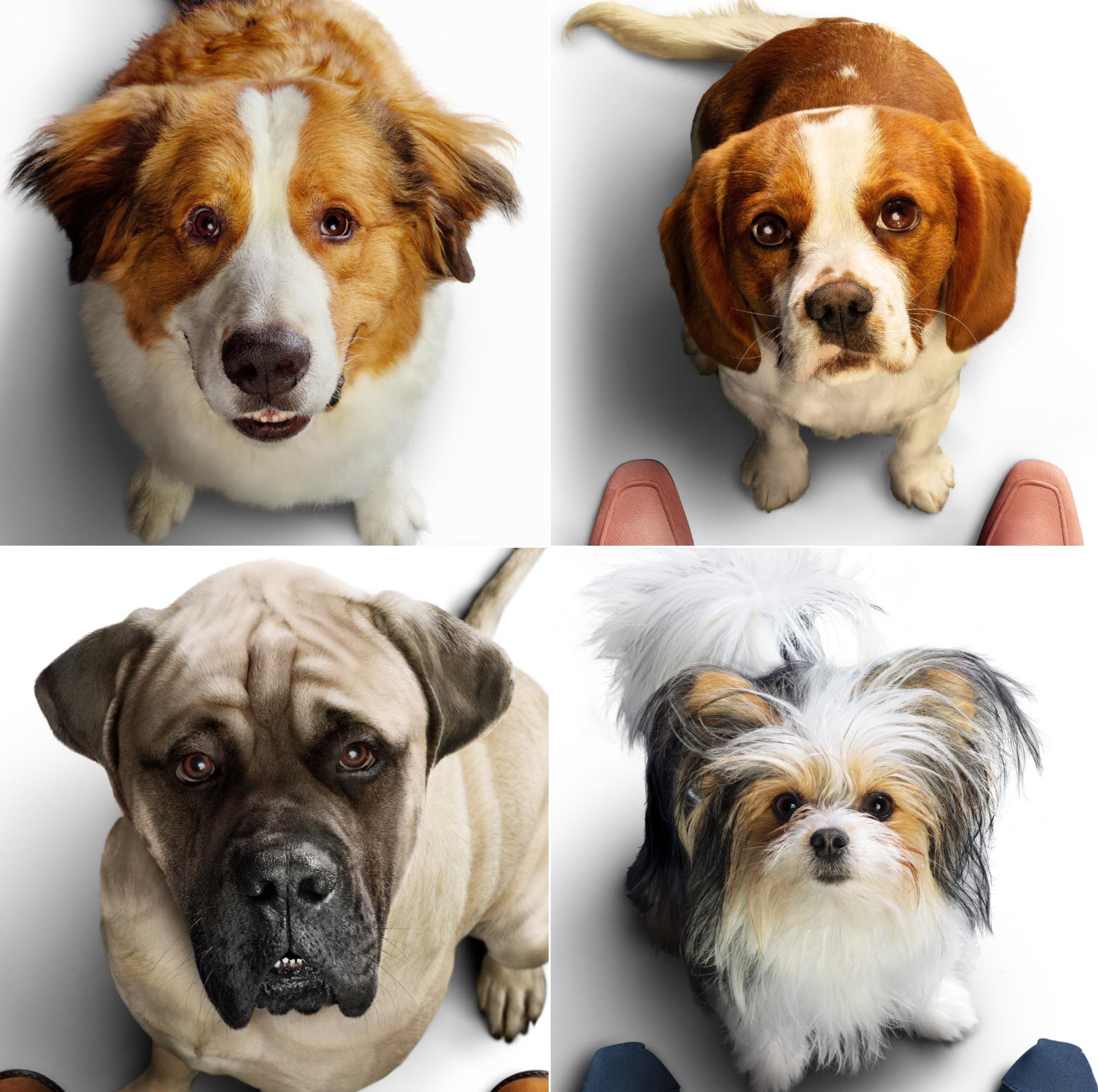 As raças de cachorro utilizadas em "Juntos para Sempre" • Divulgação/Universal