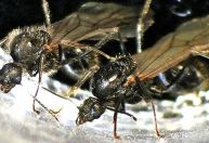 Rainha de formigueiro gera machos de outra espécie para acasalar com filhas