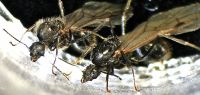 Rainha de formigueiro gera machos de outra espécie para acasalar com filhas