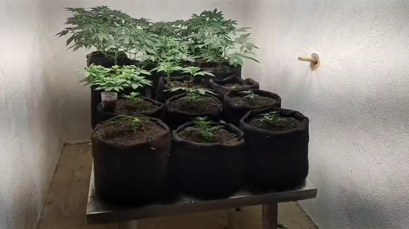 LABORATÓRIO MACONHA MACEIÓ