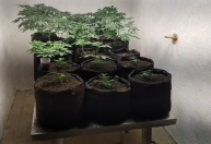 Homem é preso em laboratório de cultivo de maconha em Maceió