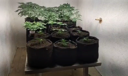 LABORATÓRIO MACONHA MACEIÓ