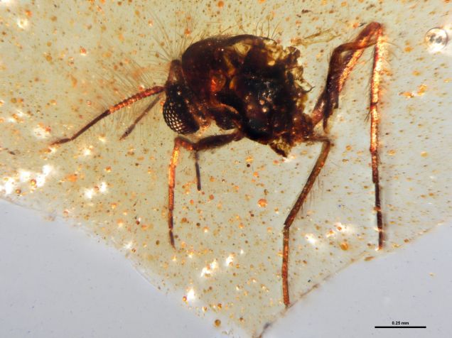 Mosca presa em uma amostra da resina calcificada de âmbar; item foi encontrado no Equador • Mónica Solórzano-Kraemer
