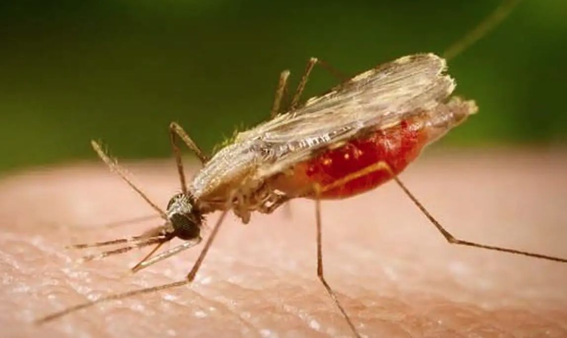 mosquito