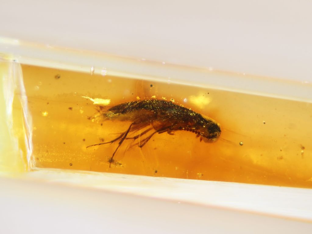 Imagem ilustrativa sobre Fósil de mosquito de ‘Jurassic Park’ chega aos 2,1 milhões de reais em grande leilão