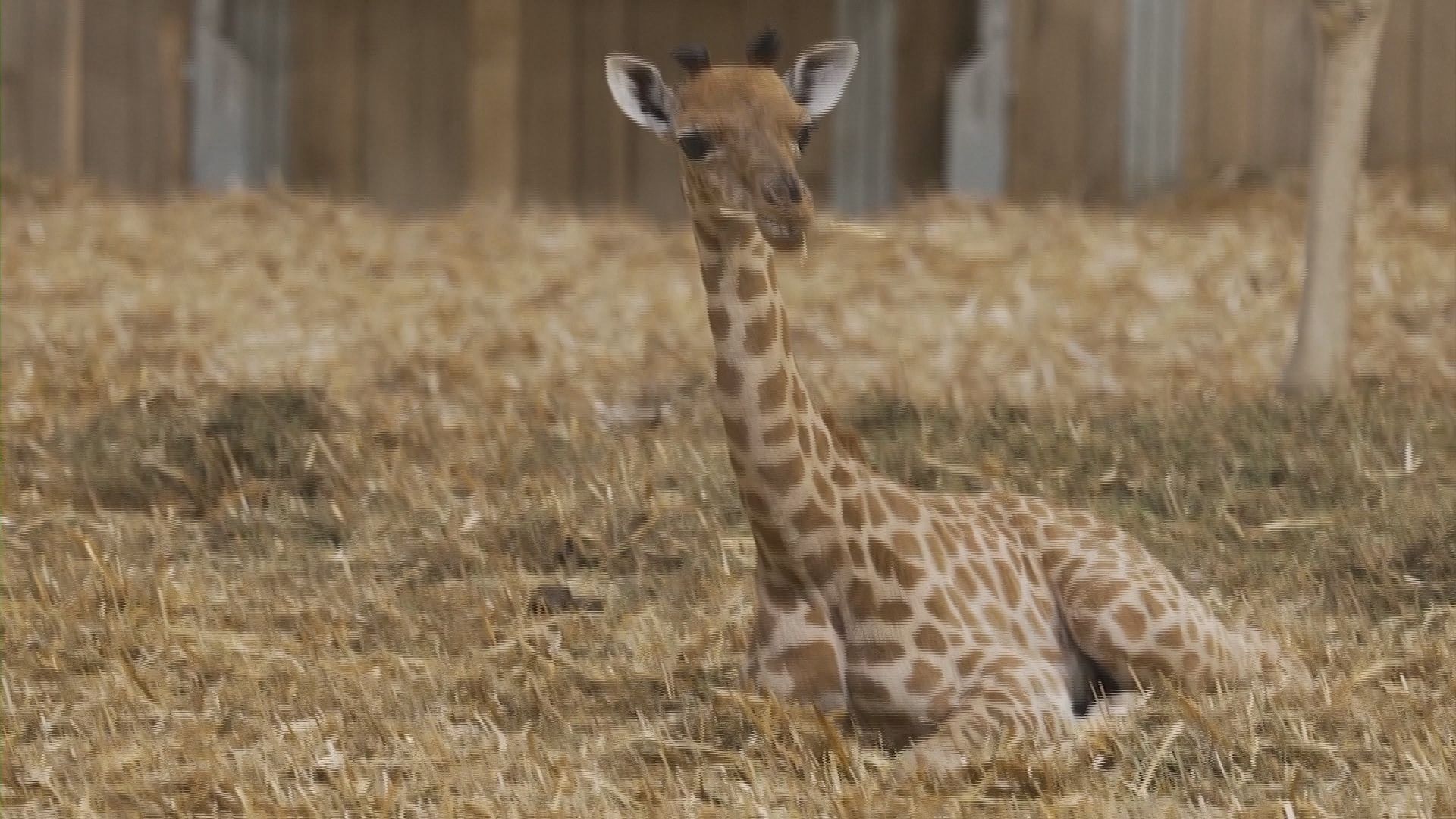 nasce em zoológico de Paris após seis anos