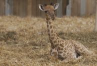Vídeo: Filhote de girafa nasce em zoológico de Paris