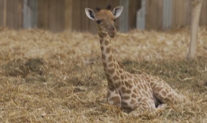 nasce em zoológico de Paris após seis anos