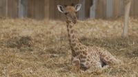 Vídeo: Filhote de girafa nasce em zoológico de Paris