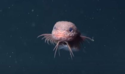 Peixe das profundezas chama atenção por aparência fofa; assista