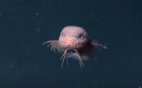 Peixe das profundezas chama atenção por aparência fofa; assista