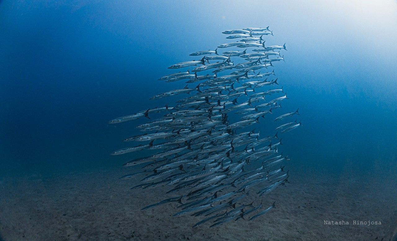Eventos de ressurgência dão suporte à pesca altamente produtiva e ajudam a proteger os recifes de corais do estresse térmico • Natasha Hinojosa
