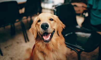 SP: Governo sanciona lei que permite sepultar pets em jazigos familiares