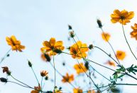 Início da primavera: equinócio marca chegada da estação nesta segunda (22)