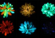Cientistas criam suculentas recarregáveis e coloridas que brilham no escuro