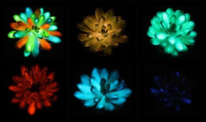 Cientistas criam suculentas recarregáveis e coloridas que brilham no escuro