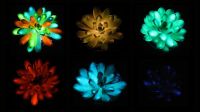 Cientistas criam suculentas recarregáveis e coloridas que brilham no escuro