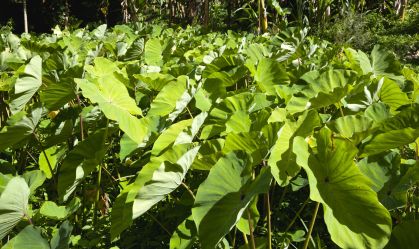 Taioba: conheça benefícios de incluir a folha no cardápio