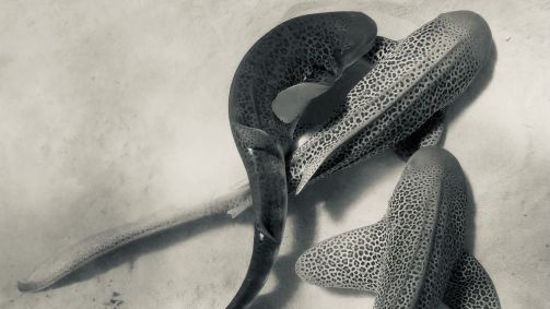 Acredita-se que o vídeo seja a primeira observação no mundo de tubarões-leopardo acasalando na natureza