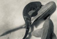 Primeiro registro de acasalamento de tubarões-leopardo revela sexo a três